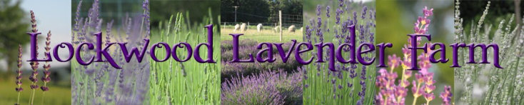 How to Grow Lavender Lockwood Lavender Farm