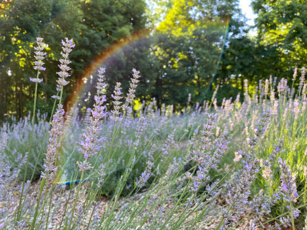 Lavender: How to Grow and Care with Success