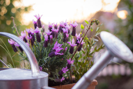 When to water lavender