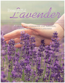 Beautiful Lavender