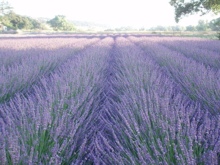 Central Coast Lavender