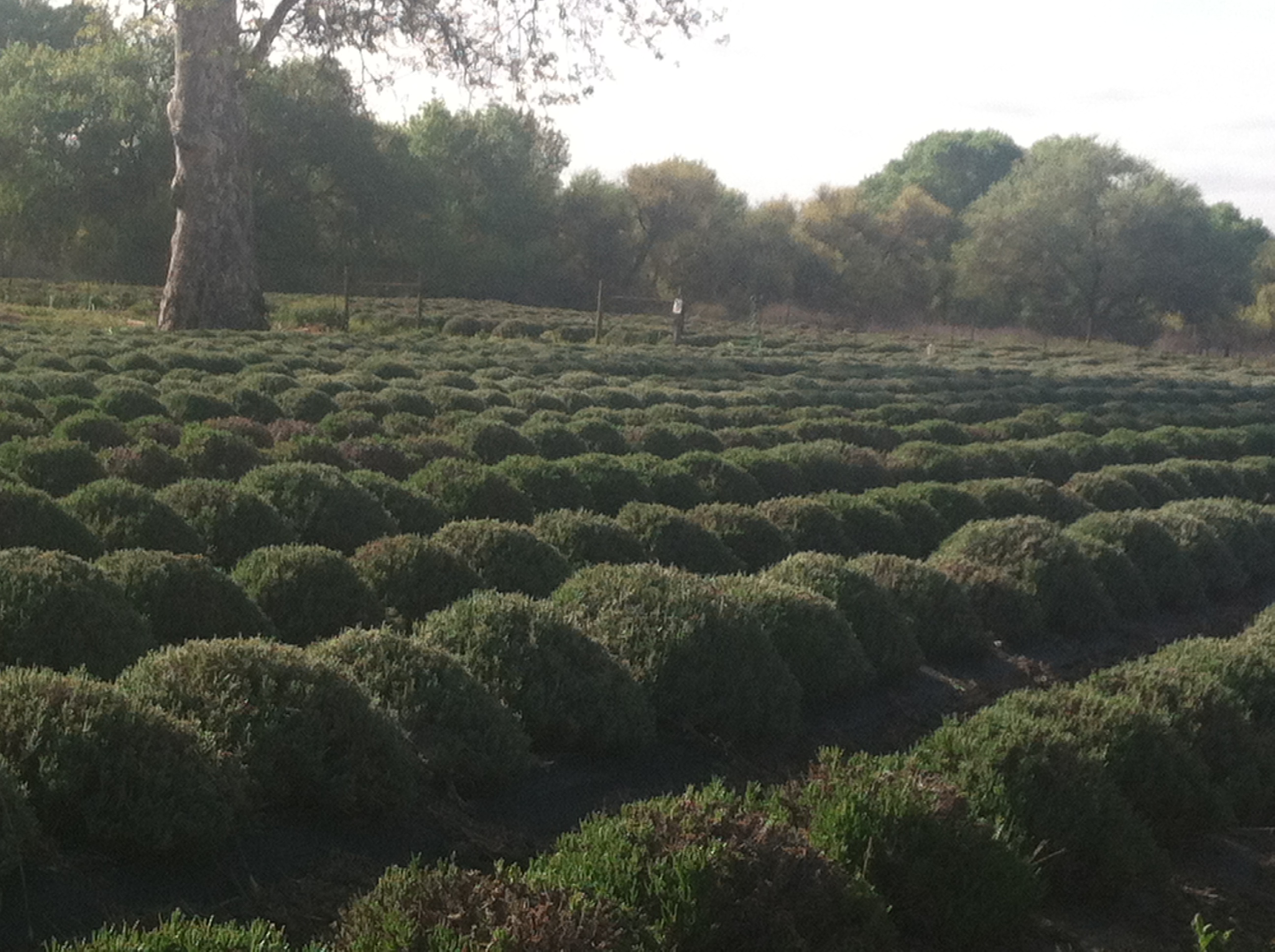 Pruned Lavender