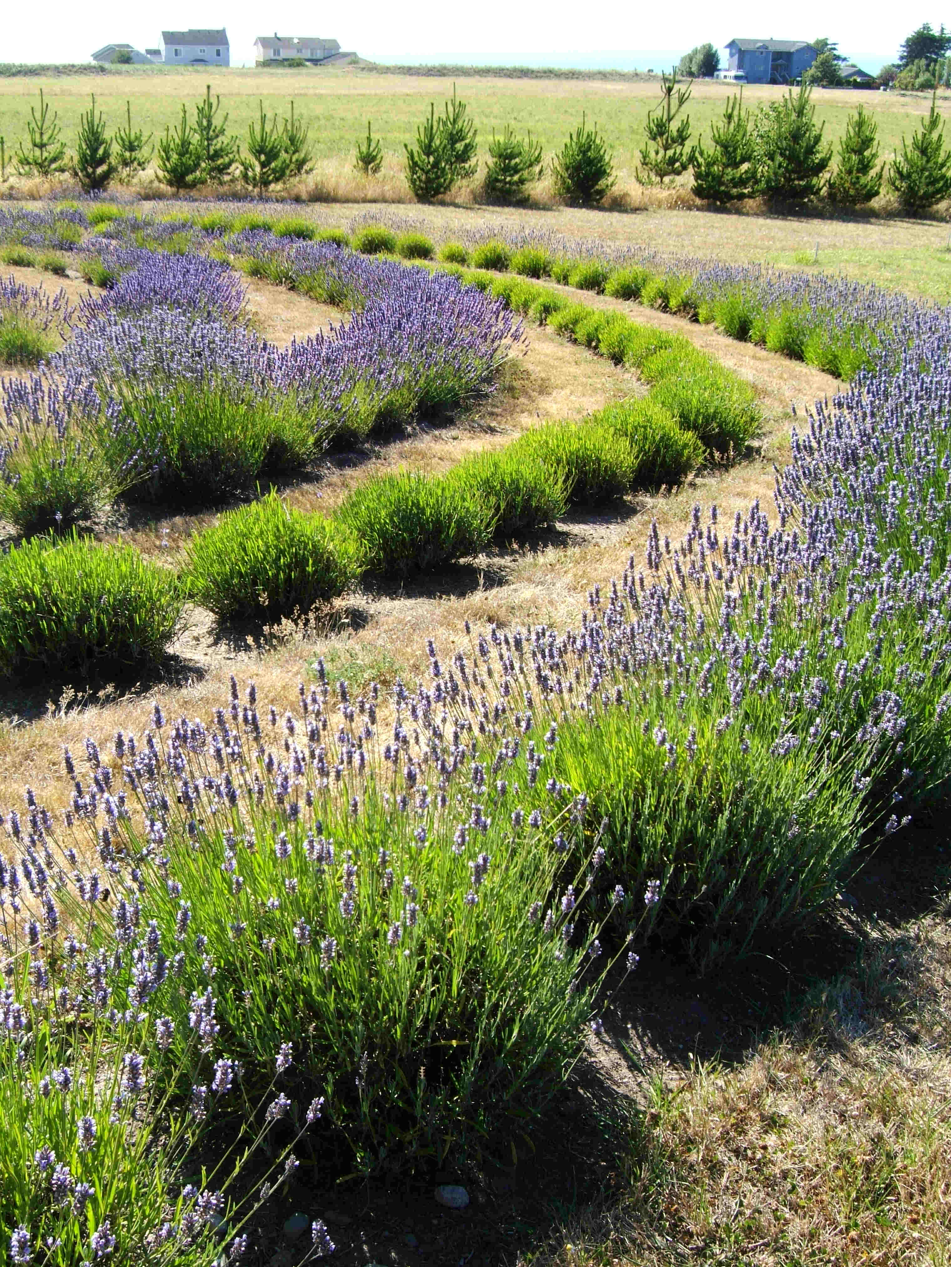 Curved Lavender Rows
