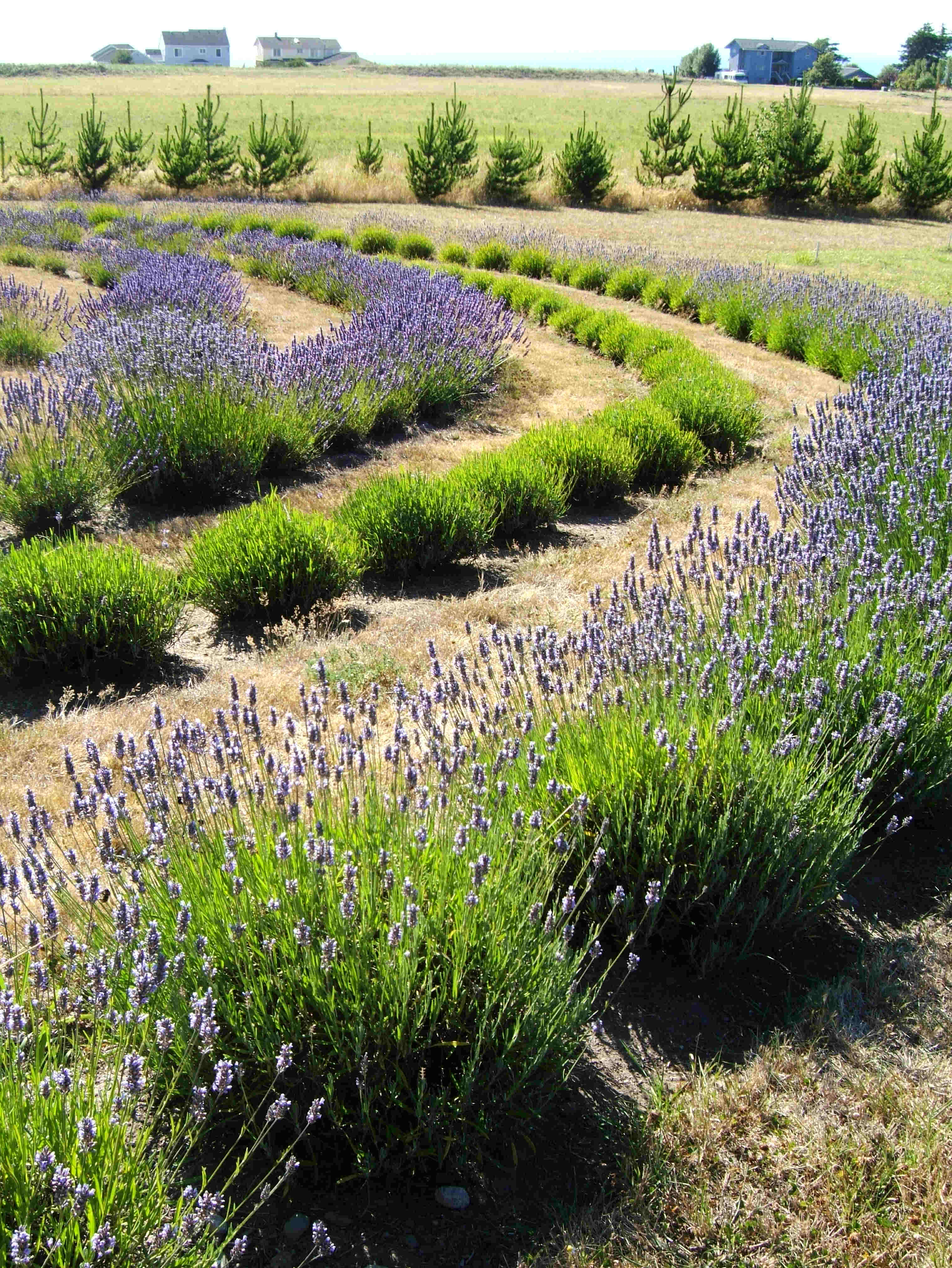 How to prune lavender