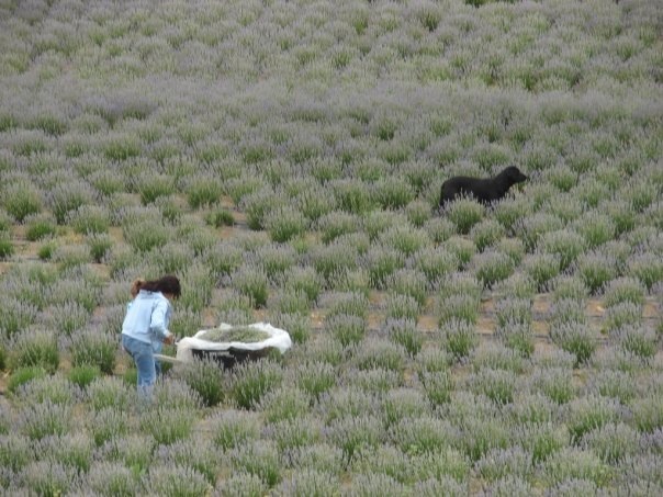 Dog in Field