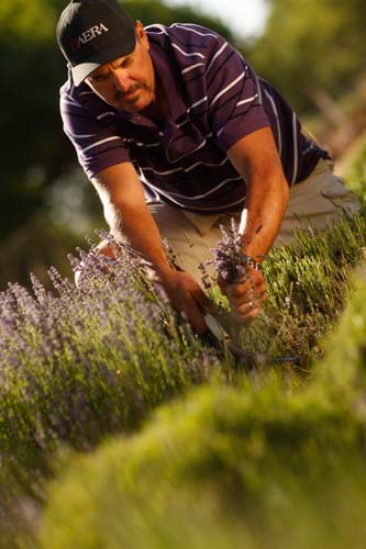 Kevin Harvesting