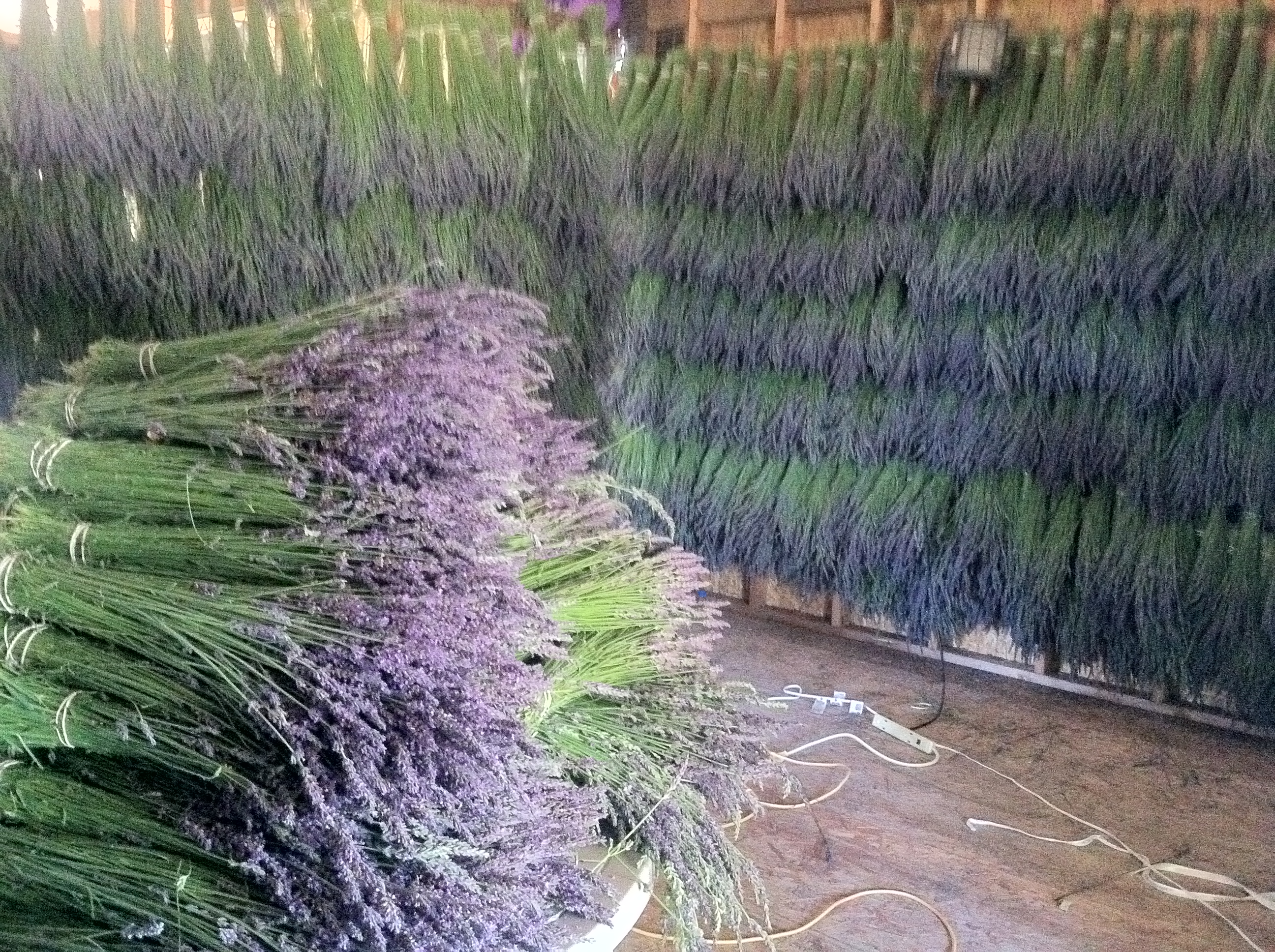 Hanging Lavender