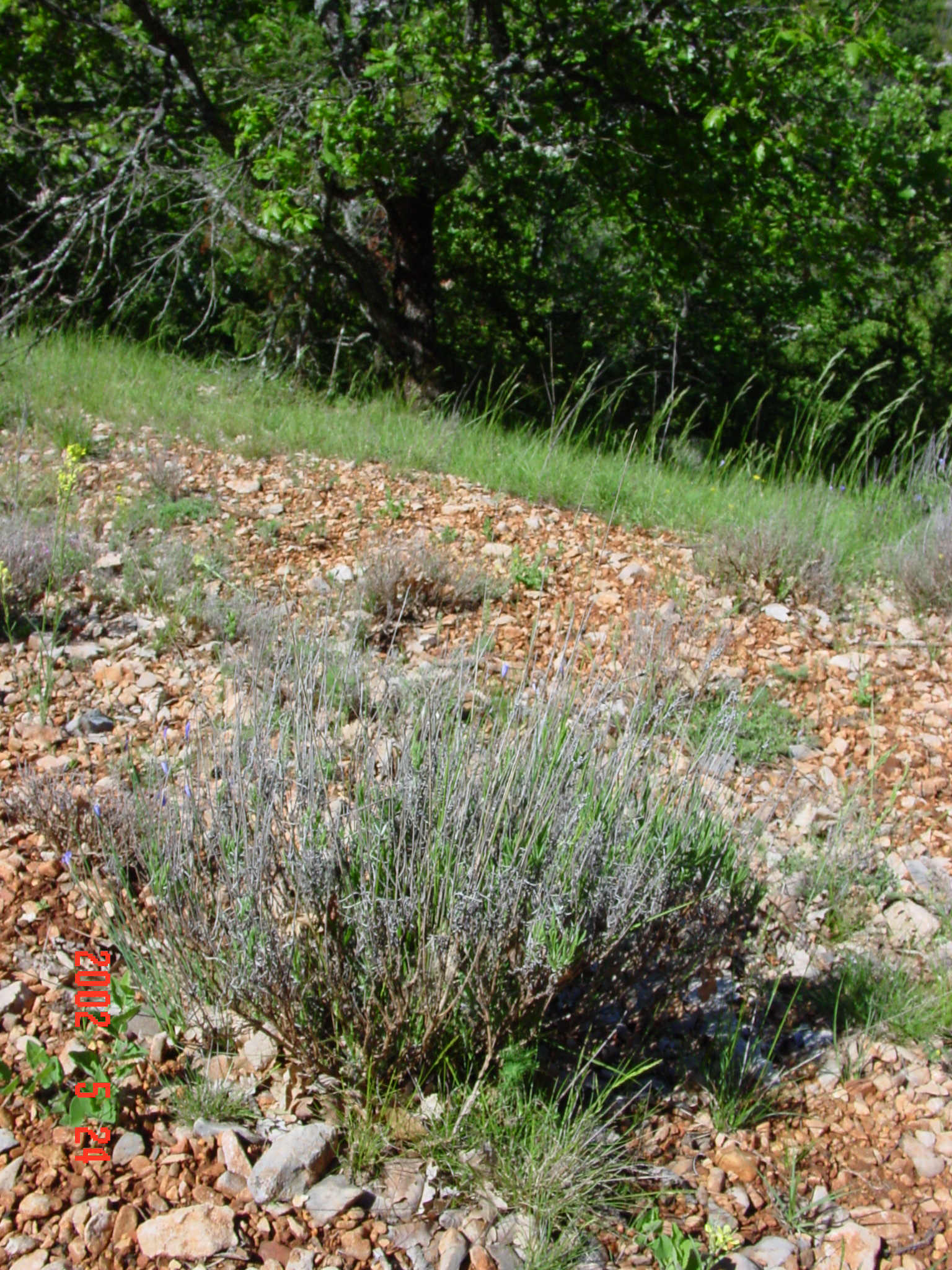 Wild Lavender